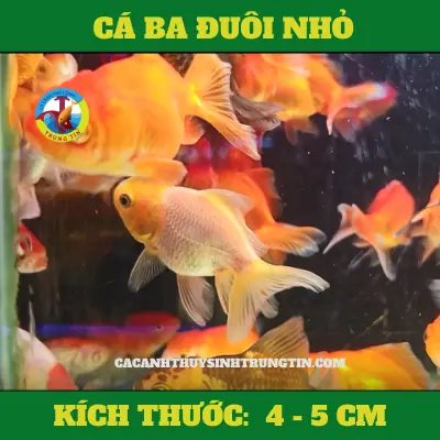 Cá Ba Đuôi Thường Size 4-6