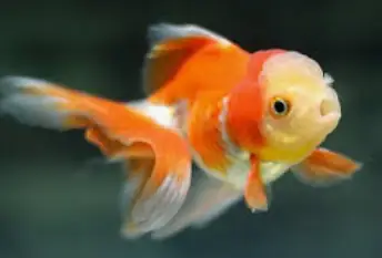 Ba Đuôi Đầu Lân