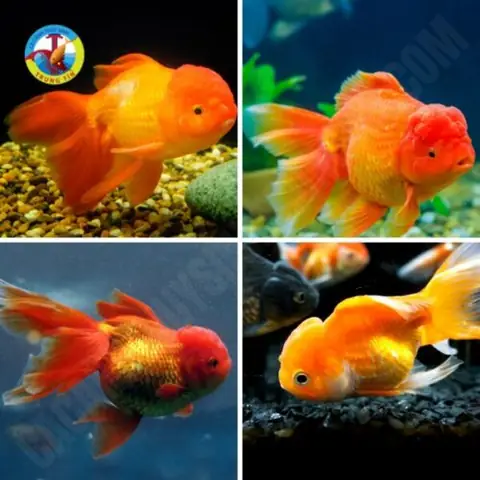 Cá Ba Đuôi Đầu Lân Cá Ba Đuôi Đầu Lân