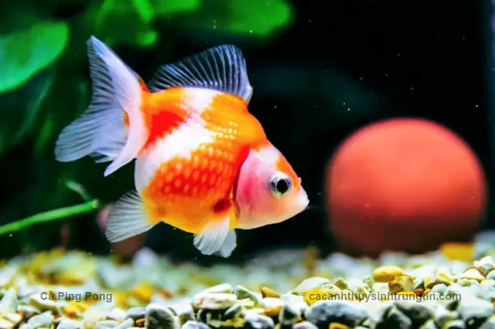Cá Pingpong Cá Pingpong