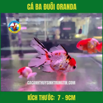 Cá Oranda Cá Oranda