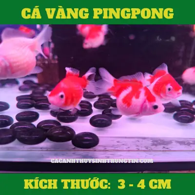 Ca-vang-pingpong Ca-vang-pingpong