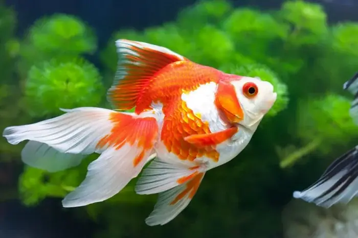 Cá Ba Đuôi Thường Cá Ba Đuôi Thường