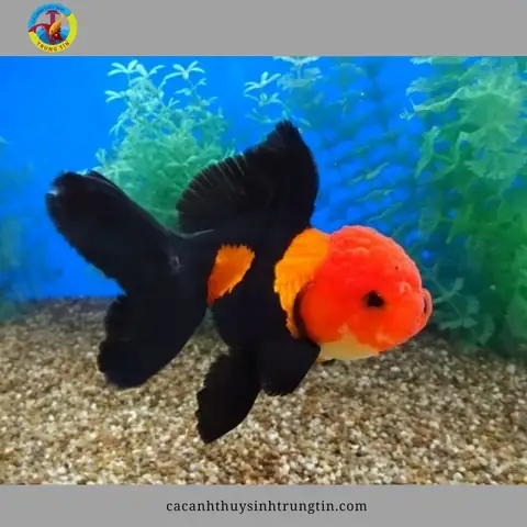 Cá Ba Đuôi Oranda. Cá Ba Đuôi Oranda.