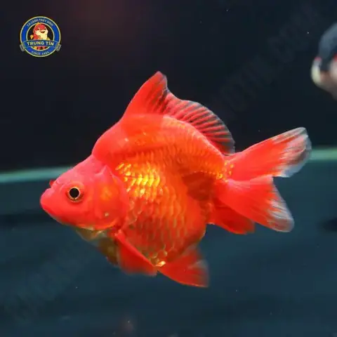 Cá Ba Đuôi Lưu Kim 150k Cá Ba Đuôi Lưu Kim 150k