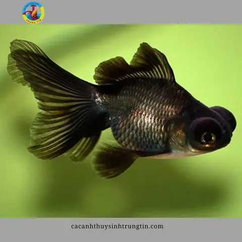 Cá Ba Đuôi Mắt Lồi Cá Ba Đuôi Mắt Lồi