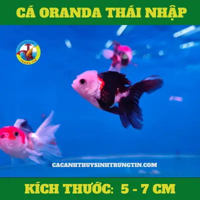 11. Cá Ba Đuôi Oranda 11. Cá Ba Đuôi Oranda