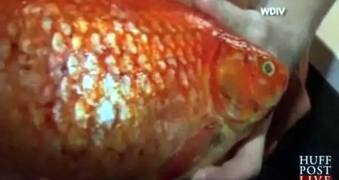 Cá Ba Đuôi Khổng Lồ: Loài Cá Gì Và Tại Sao Chúng Lại Khiến Người Ta Kinh Ngạc?