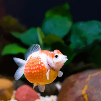 Cá Ba Đuôi Pingpong: Cẩm Nang Toàn Diện Từ A-z Về Loài Cá Cảnh Độc Đáo