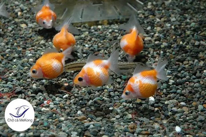 Cá Ba Đuôi Pingpong: Cẩm Nang Toàn Diện Từ A-z Về Loài Cá Cảnh Độc Đáo