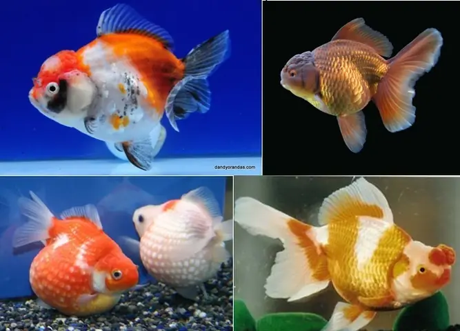 Cá Ba Đuôi Pingpong: Cẩm Nang Toàn Diện Từ A-z Về Loài Cá Cảnh Độc Đáo