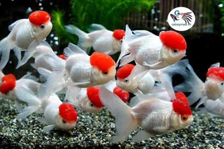 Cá Ba Đuôi Trắng: Cẩm Nang Nuôi Dưỡng Từng Bước Cho Người Mới Bắt Đầu Cá Ba Đuôi Trắng: Cẩm Nang Nuôi Dưỡng Từng Bước Cho Người Mới Bắt Đầu