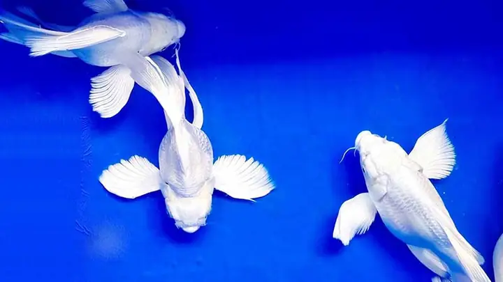 Cá Ba Đuôi Trắng: Cẩm Nang Nuôi Dưỡng Từng Bước Cho Người Mới Bắt Đầu Cá Ba Đuôi Trắng: Cẩm Nang Nuôi Dưỡng Từng Bước Cho Người Mới Bắt Đầu