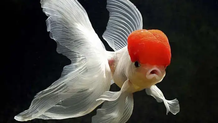 Cá Ba Đuôi Trắng: Cẩm Nang Nuôi Dưỡng Từng Bước Cho Người Mới Bắt Đầu Cá Ba Đuôi Trắng: Cẩm Nang Nuôi Dưỡng Từng Bước Cho Người Mới Bắt Đầu