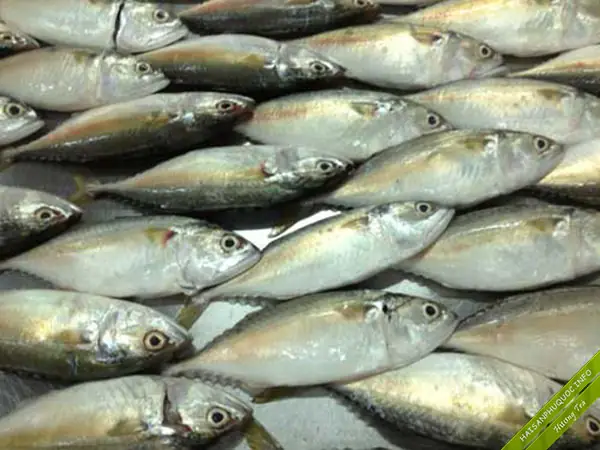 Cá Ba Thú Tiếng Anh Là Gì