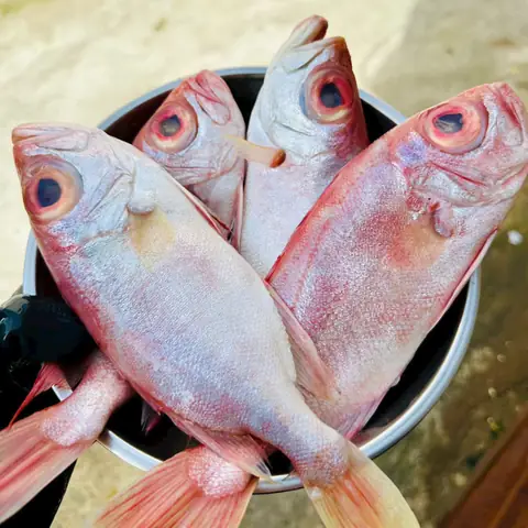 Cá Bã Trầu – 27.500₫ | Món Ngon & Cách Chế Biến