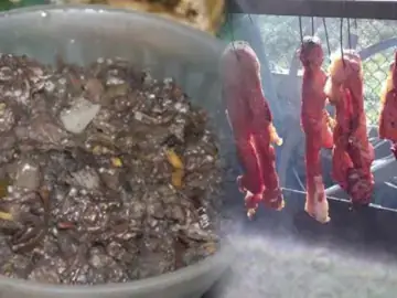 Tần Suất Và Lượng Thức Ăn Phù Hợp Cho Cá Bạc Đầu Tần Suất Và Lượng Thức Ăn Phù Hợp Cho Cá Bạc Đầu