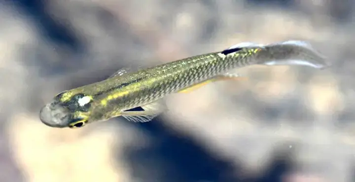 Cá Bạc Đầu Là Loài Ăn Gì Trong Tự Nhiên? Cá Bạc Đầu Là Loài Ăn Gì Trong Tự Nhiên?