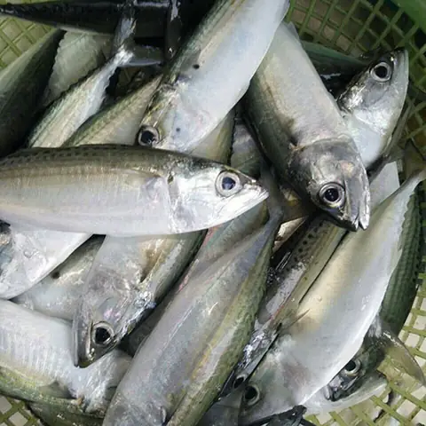 Cá Bạc Má Là Cá Biển Hay Sông?