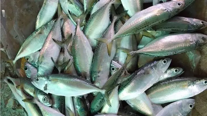 Cá Bạc Má Là Cá Biển Hay Sông?