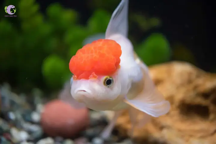 Cá Hạc Đỉnh Hồng-1