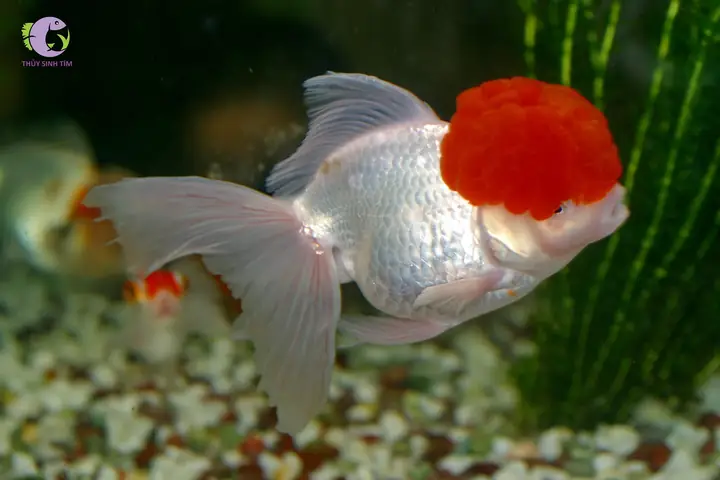 Cách Thiết Lập Bể Nuôi Cá Hạc Đỉnh Hồng