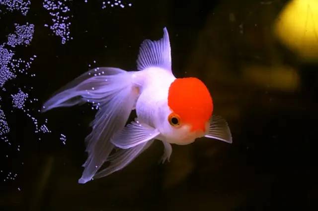 Cá Vàng Bạch Đỉnh Hồng Được Nhiều Người Yêu Cá Vàng Biết Đến