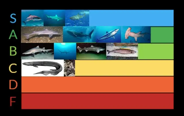 Cá Bám Theo Cá Mập: Giải Mã Mối Quan Hệ Dưới Đại Dương