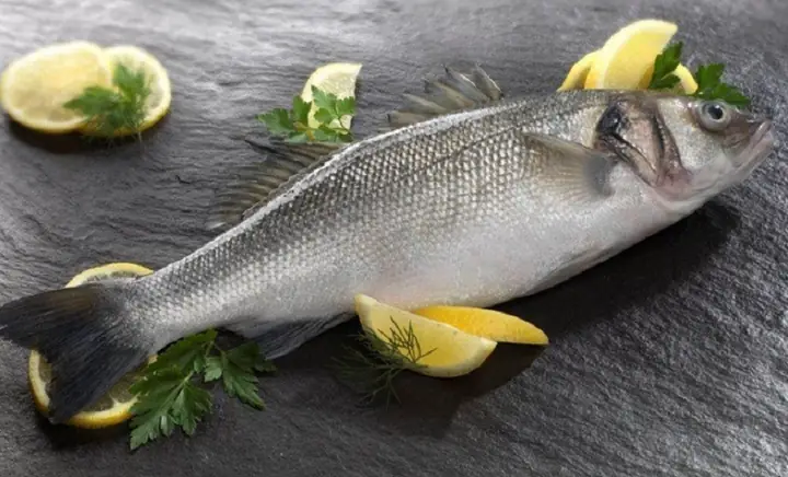 Barramundi Là Cá Gì? Barramundi Ở Việt Nam