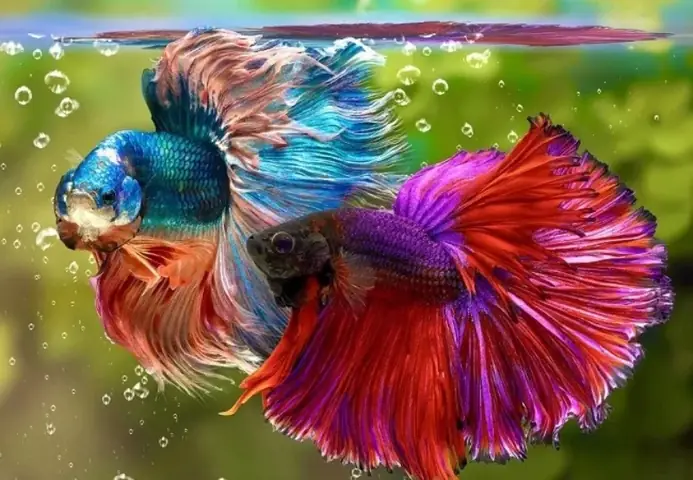 Hướng Dẫn Chọn Cám Thái Inve Cho Cá Cảnh Đúng Cách