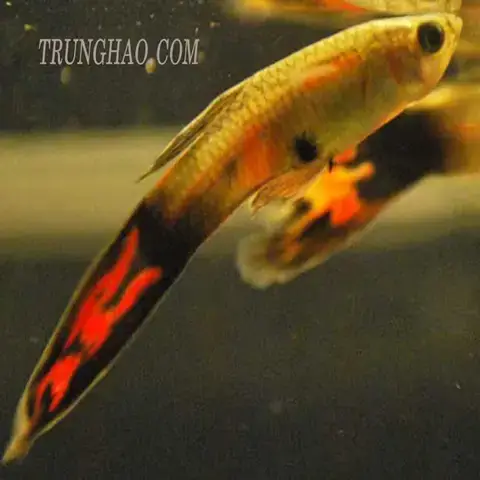 Nguyên Nhân Cá Bảy Màu Bị Đốm Trắng