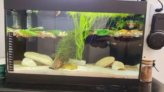 Cá Bảy Màu Bị Lở Loét: Nguyên Nhân, Cách Nhận Biết Và Hướng Dẫn Xử Lý Hiệu Quả Cá Bảy Màu Bị Lở Loét: Nguyên Nhân, Cách Nhận Biết Và Hướng Dẫn Xử Lý Hiệu Quả