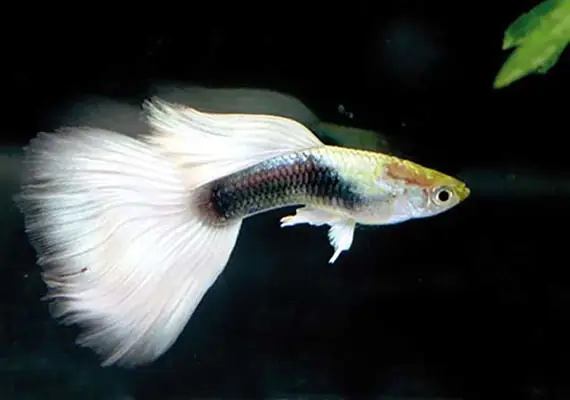 Bộ Lọc Quá Mạnh