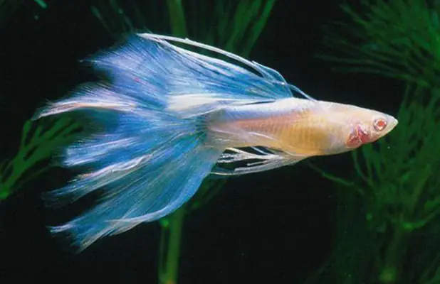 Nguyên Nhân Khiến Cá Bảy Màu Bị Rách Đuôi