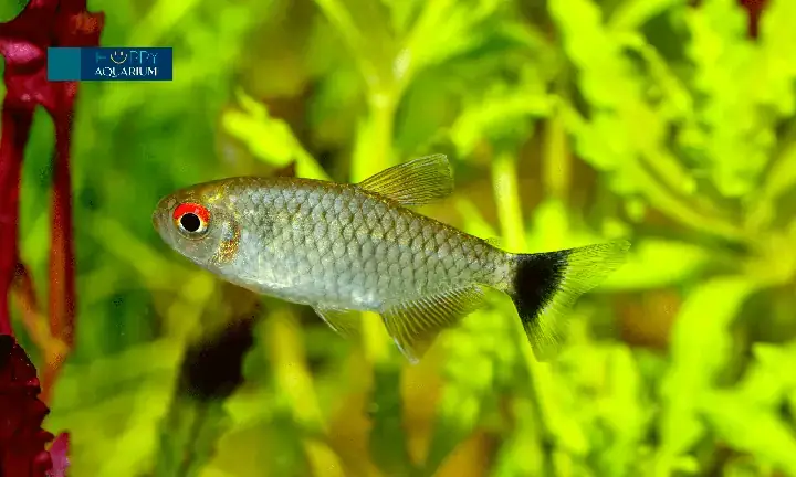 Nguyên Nhân Khiến Cá Bảy Màu Bị Sưng Mắt Nguyên Nhân Khiến Cá Bảy Màu Bị Sưng Mắt