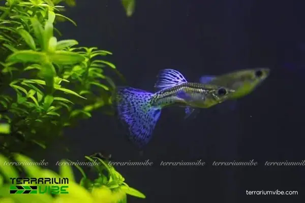 Phòng Và Trị Bệnh Phòng Và Trị Bệnh