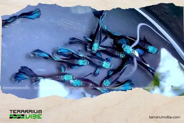 Giá Của Cá Bảy Màu Blue Tazan Tham Khảo