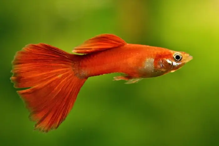 Cách Nuôi Cá Bảy Màu