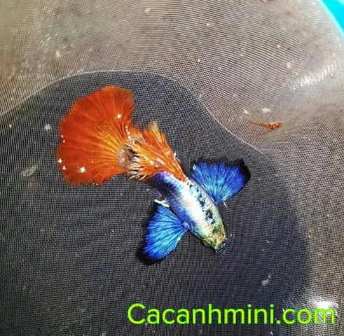 Khám Phá Cá Bảy Màu Đắt Nhất Thế Giới: Đẳng Cấp Của Những Tuyệt Tác Thuỷ Sinh