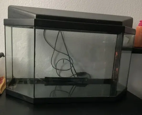 Cá Bảy Màu Đẻ Có Cần Cá Trống Không? Giải Mã Bí Ẩn Sinh Sản Của Loài Cá Cảnh Phổ Biến