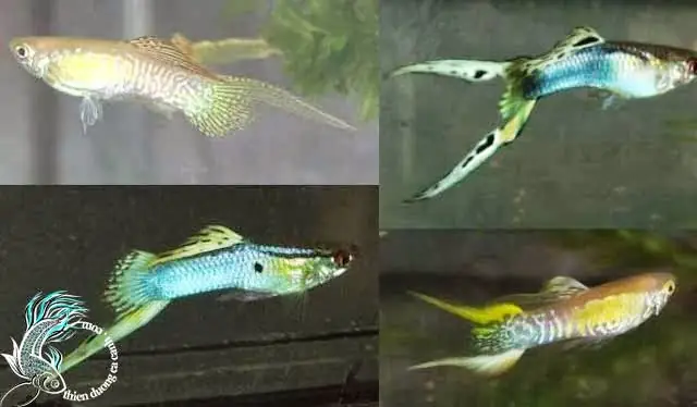 Cá Bảy Màu Đen: Bí Mật, Ý Nghĩa & Hướng Dẫn Chăm Sóc Hoàn Hảo