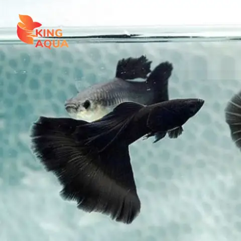 Cá Bảy Màu Đen: Bí Mật, Ý Nghĩa & Hướng Dẫn Chăm Sóc Hoàn Hảo