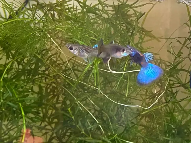 Cá Bảy Màu Đi Phân Trắng: Nguyên Nhân, Cách Nhận Biết Và Giải Pháp Toàn Diện