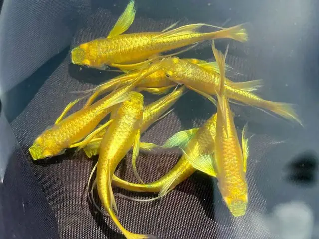 Bộ Sưu Tập Các Mẫu Cá Bảy Màu Full Gold Đẹp: Bộ Sưu Tập Các Mẫu Cá Bảy Màu Full Gold Đẹp: