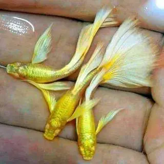 Bộ Sưu Tập Các Mẫu Cá Bảy Màu Full Gold Đẹp: Bộ Sưu Tập Các Mẫu Cá Bảy Màu Full Gold Đẹp: