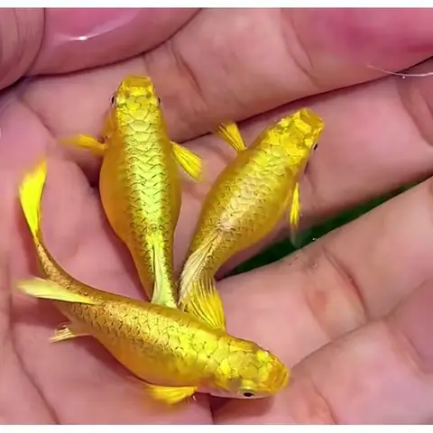 Bộ Sưu Tập Các Mẫu Cá Bảy Màu Full Gold Đẹp: Bộ Sưu Tập Các Mẫu Cá Bảy Màu Full Gold Đẹp: