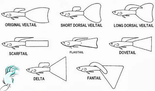 Cá Bảy Màu Guppy Koi Red: Hướng Dẫn Chi Tiết Từ A-z