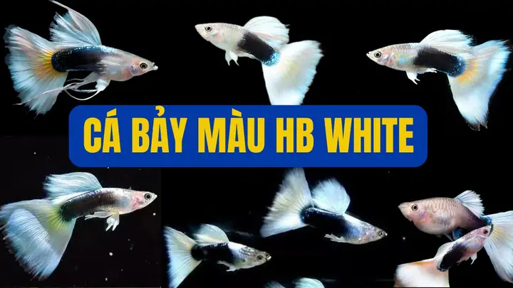 Cá Bảy Màu Hb White (half Black White Guppy)