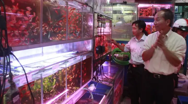 Chi Tiền Triệu Chơi Cá Cảnh Tết