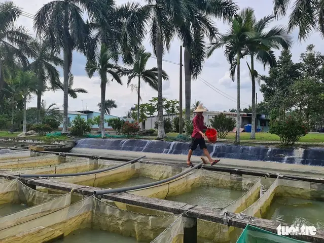 Các Dòng Cá Bảy Màu, Neon, Dĩa Ở Anh, Đức, Mỹ Có Giấy Khai Sinh Việt Nam - Ảnh 1.